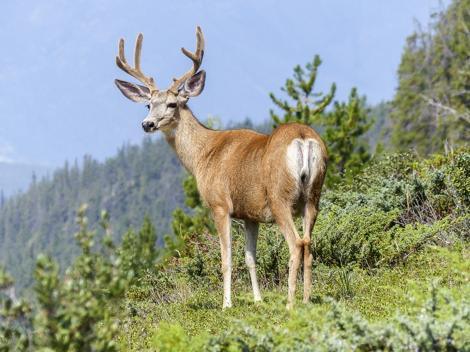 More than 100 primates, including gorillas and snub-nosed monkeys, and dozens of hooved animals from oxen to antelope, are at dire risk from hunting.