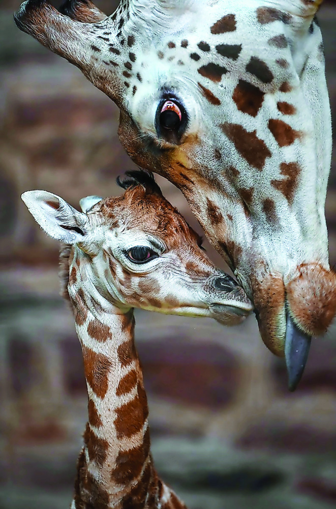 An undated handout picture released by Chester Zoo on December 29, 2016 shows a rare Rothschilds giraffe calf, born on Boxing Day at Chester Zoo, in north west England. The six-feet-tall youngster, which is yet to be sexed or named, arrived to first-time 