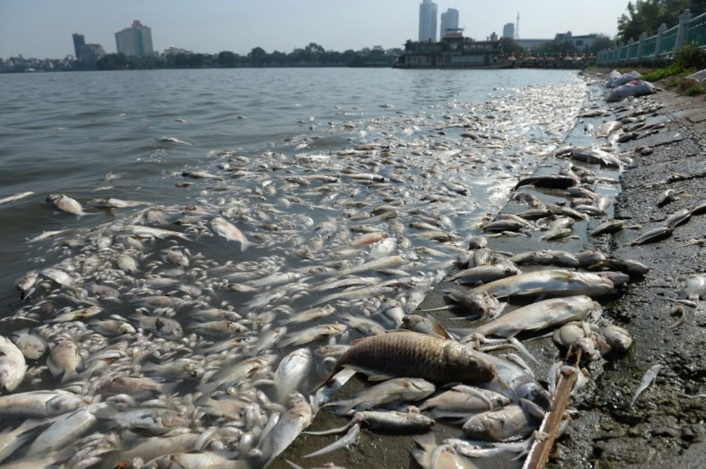 Dead fish are pictured at a corner of Hanoi's largest lake Ho Tay on October 3, 2016. File photo. / AFP.