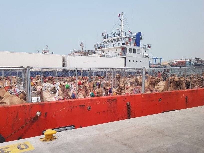 The batch of camels which arrived last week at Ruwais Port. MOre are expected to reach Qatar in the coming days. (photo: MWANI Qatar)