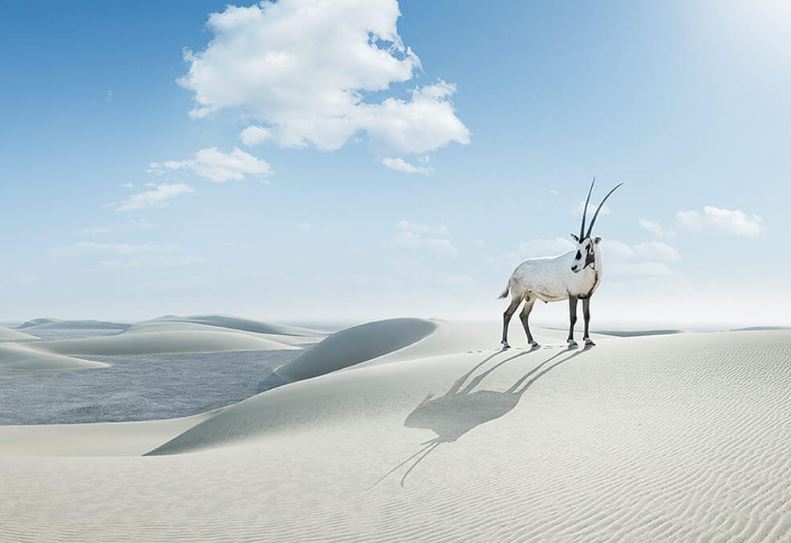 Qatar's Desert. Credit Visitqatar.com