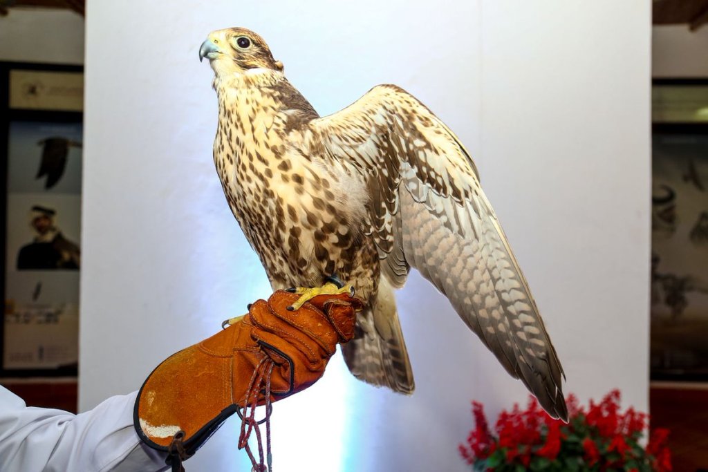 Image used for representation. Picture from Al Gannas Twitter 