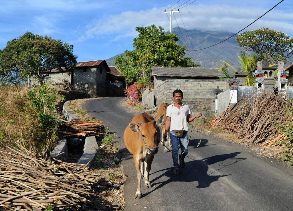 File picture of farmers moving cattle. AFP 