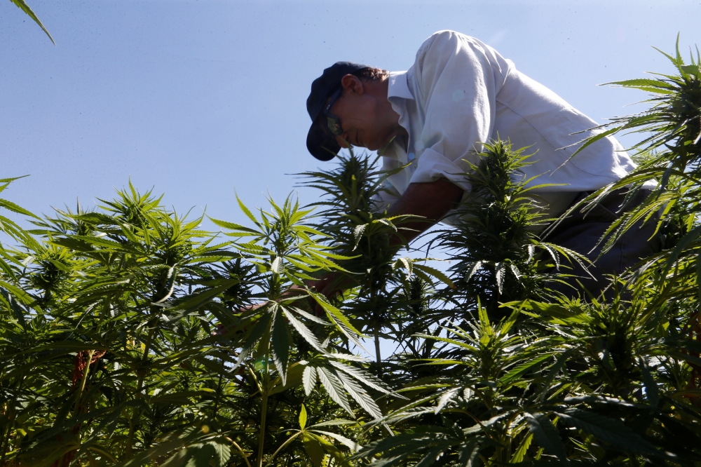 A farmer is seen in a green of cannabis plants in a field overlooking a lake in Yammouneh in West of Baalbek, Lebanon August 13, 2018. Picture taken August 13, 2018. REUTERS/Mohamed Azakir