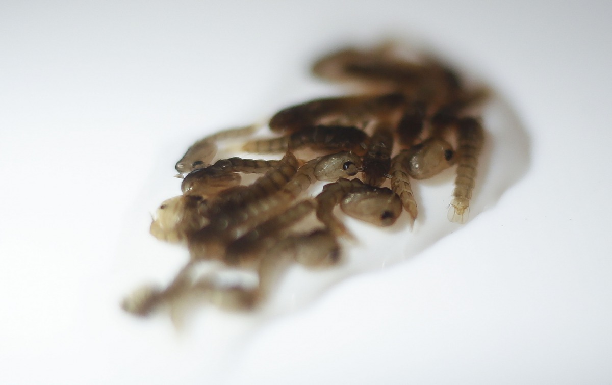 View of pupas of transgenic mosquito Aedes aegypti OX513A, which host reproductive capability is altered in Piracicaba Sao Paulo on October 26 2016 AFP Miguel Schincariol 