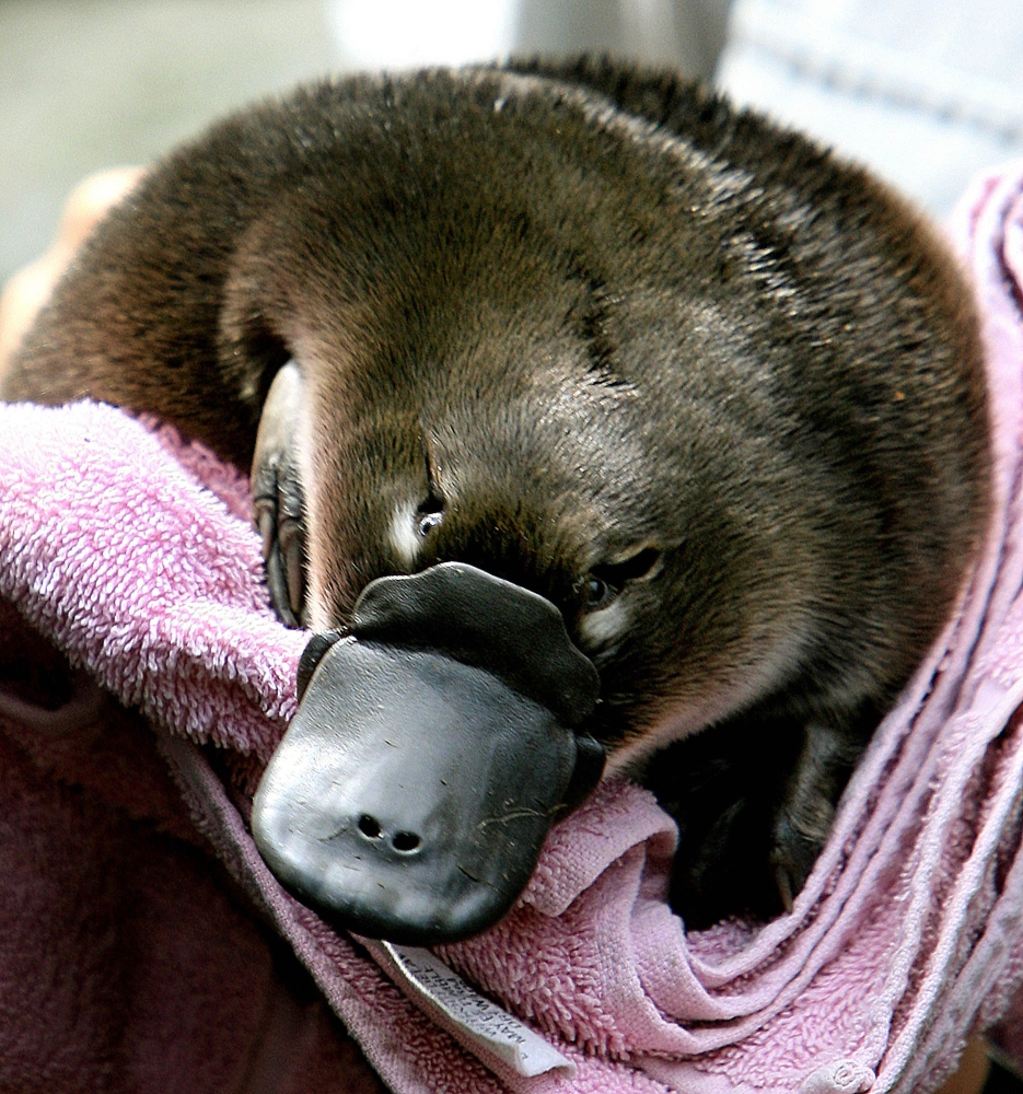 This file photo taken on February 16, 2006 shows a platypus baby or 