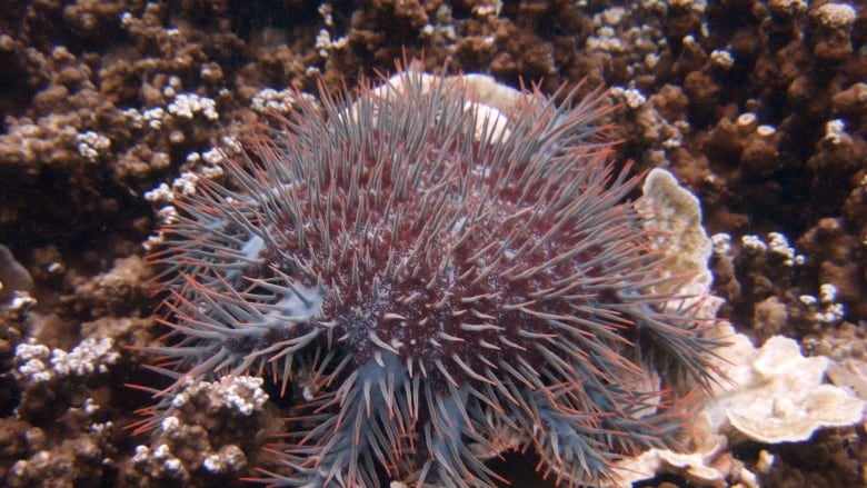 A file photo of an outbreak of crown of-thorns starfish has been found eating coral in parts of Australia's Great Barrier Reef. (David Loh/Reuters)