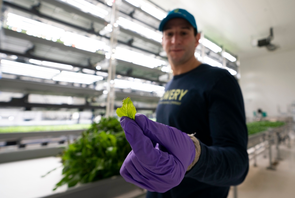 Irving Fain, CEO and co-founder of Bowery Farming, talks about his hydroponic grown greens on January 28, 2019 in Kearny, New Jersey. AFP / Don Emmert 