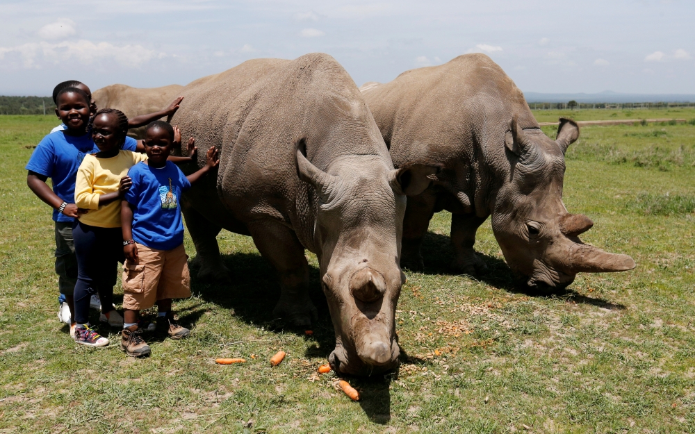 File photo: Children pose for a photograph next to Najin (R) and her daughter Fatou, the last two northern white rhino females, as they graze near their enclosure at the Ol Pejeta Conservancy in Laikipia National Park, Kenya March 31, 2018. Reuters/Thomas