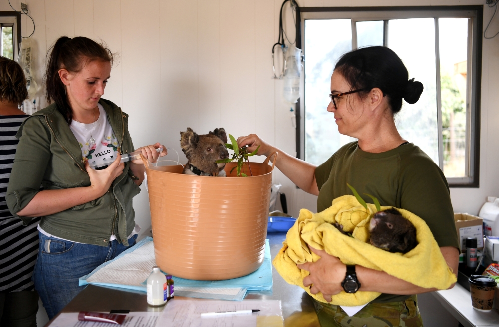 An injured koala is treated by volunteer Cassie Riggs and Lieutenant Susie Rattiganat the Kangaroo Island Wildlife Park, at the Wildlife Emergency Response Centre in Parndana, Kangaroo Island, Australia January 19, 2020. Reuters/Tracey Nearmy
 
