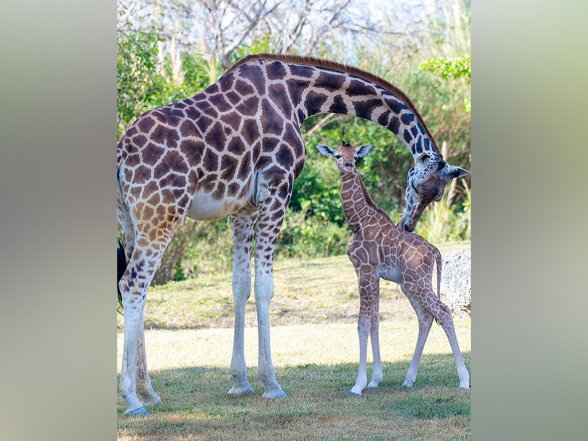 Source: Photos by Ron Magill / Instagram / Zoo Miami 