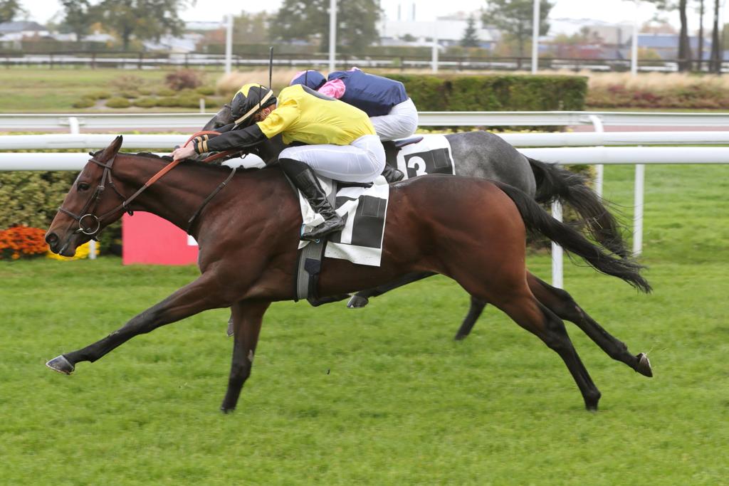 Abaad, with jockey Leo Roussel in the saddle, on his way to win in Angers. Pic: Jean Charles Briens
