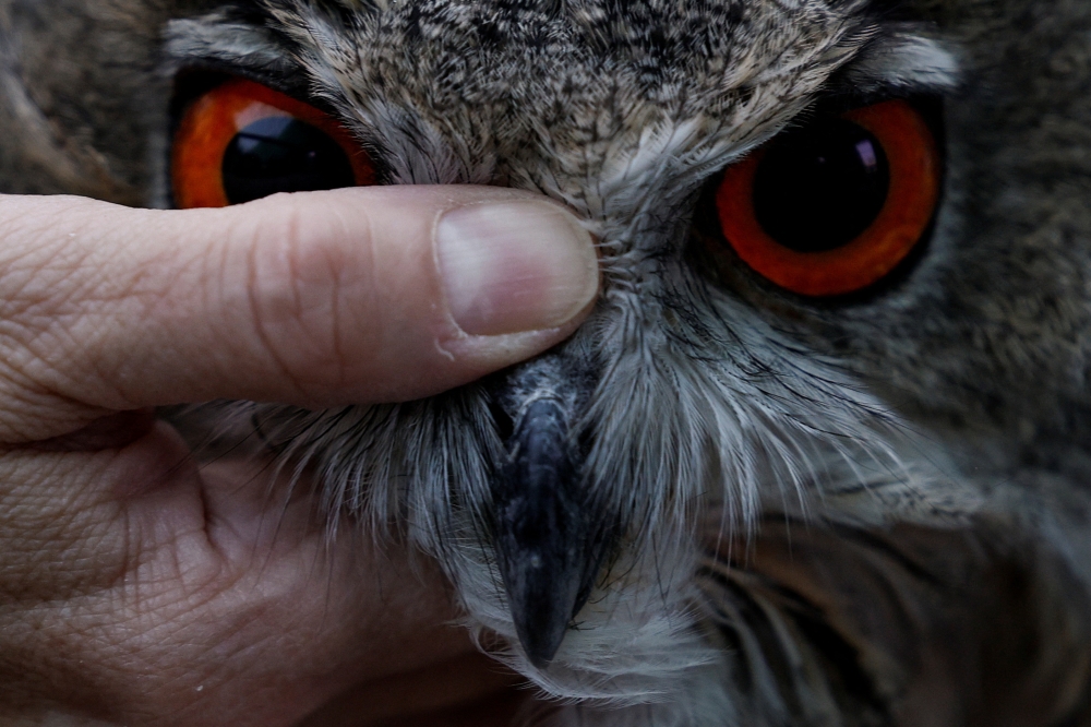 Patricia Orejas, from the Brinzal Recovery Centre for nocturnal birds of prey, does a final check-up on a Eurasian eagle-owl who was born at the Zoo Aquarium in Madrid last February, before its release into the wild at their facilities in Madrid, Spain, October 4, 2022. REUTERS/Susana Vera