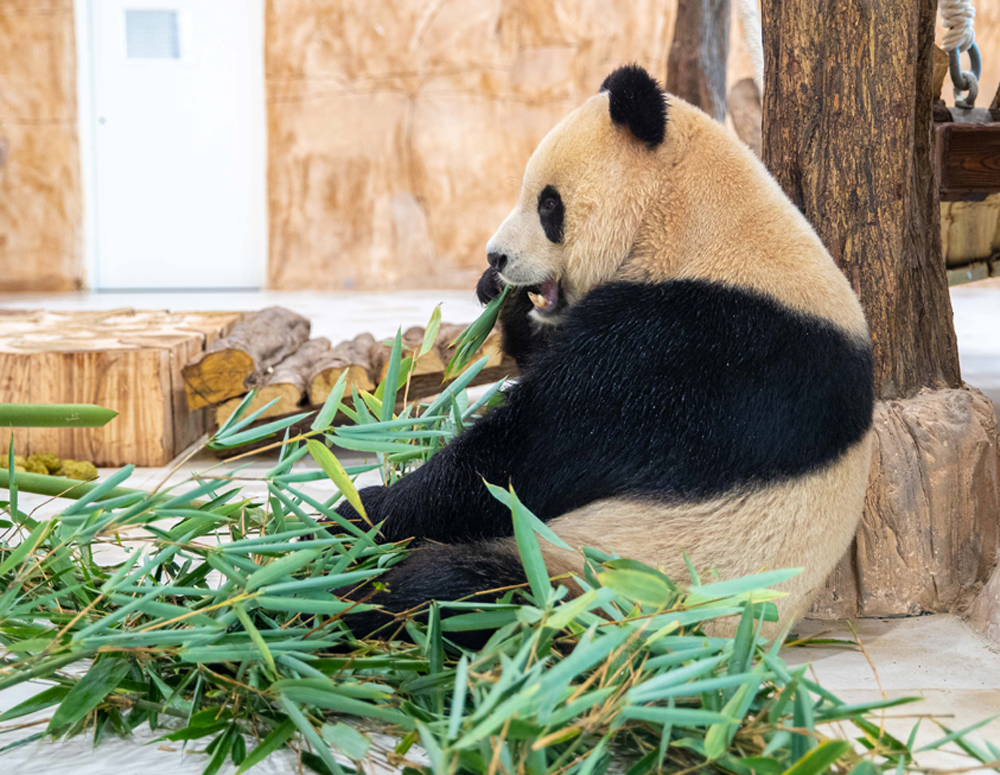 One of the pandas at Panda Park in Al Khor. PIC: QNA