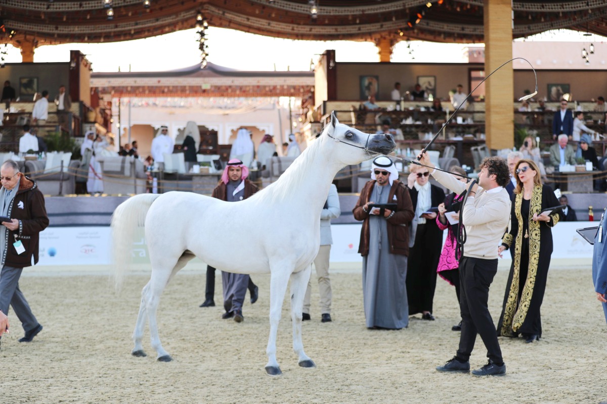 A horse taking part in the qualifying round.