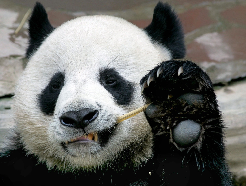In this file photo taken on September 3, 2005, Chuang Chuang, a giant panda on loan to Thailand from China, eats bamboo at the Chiang Mai Zoo in northern Thailand. / AFP / Pornchai KITTIWONGSAKUL
