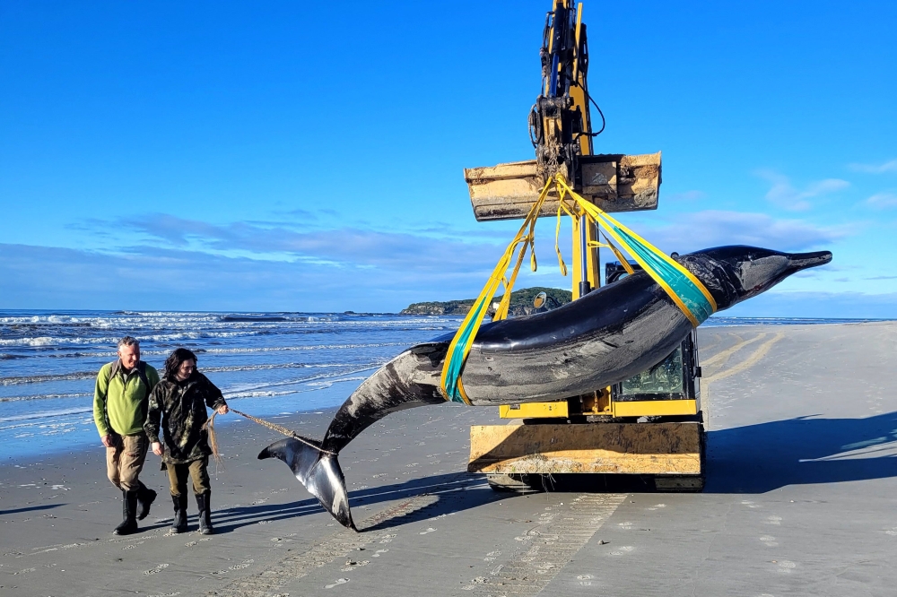 A handout photo taken on July 5, 2024 and received on July 16 from the New Zealand Department of Conservation shows rangers Jim Fyfe (L) and Tumai Cassidy walking beside what appears to be the carcass of a rare spade-toothed whale in New Zealand's southern Otago province. (Photo by Handout / New Zealand Department of Conservation / AFP)