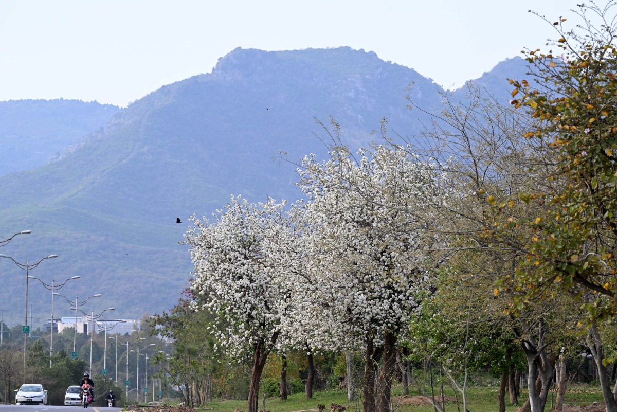 This photo taken on March 19, 2025 shows the spring scenery in Islamabad, Pakistan. (Xinhua/Ahmad Kamal)
