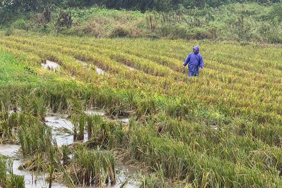 A farmer walks in a flooded rice field amid weather patterns from Super Typhoon Ragasa in Lal-lo town, Cagayan province on September 22, 2025. Photo by John Dimain / AFP