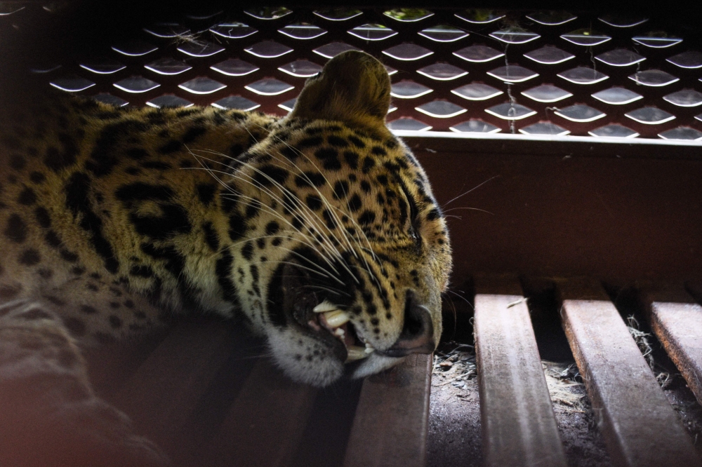 A tranquilized Javan leopard lies inside a cage at a hotel in Bandung, West Java, on October 6, 2025. (Photo by Timur Matahari / AFP)