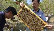 Owner of Bee Farmer cafe and education centre Huang Tung-ming (R) checking a hive next to his colleague at a bee farm in Yilan. AFP / Sam Yeh 