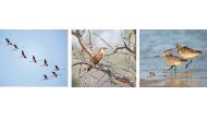From Left: Flamingos, cuckoo and white tailed Godwit sighted in various parts of the country.  Pic: Vishnu Gopal