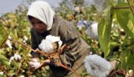 An Egyptian farmer collects cotton harvest at farm in al-Massara village near the Nile delta city of Mansura, north of Cairo (Photo: AFP)