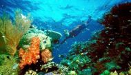 An undated Reuters file photo of Great Barrier Reef. Reuters 