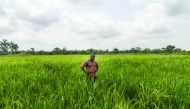 Benin cultivator Janvier R stands in a ricefield in a Smart Valleys benefitting from new irrigation system in Ouinhi.