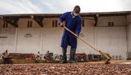 (FILES) This file photo taken on November 14, 2016 shows a worker moves cocoa beans with a stick at the SCAK cocoa processing plant in Beni. AFP / Eduardo Soteras
