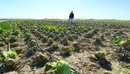 A man standing on a storm-hit vegetable field located in southeast Spain.