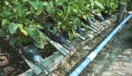 Residual water from the hydroponic garden at the home of Maung Maung, 46, is collected at the bottom and recycled again. Thomson Reuters Foundation / Thin Lei Win 

