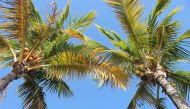Representational file photo of a coconut tree.