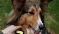 A dog wears SmartTag, a device manufactured by Suga International Holdings to monitor pet activity level, in Hong Kong, China March 14, 2017. REUTERS/Bobby Yip