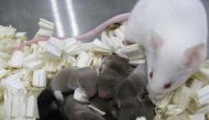 These baby mice were born from sperm flown aboard the International Space Station for about nine months.
