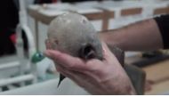 A fish without a face (pictured) has been discovered. 
