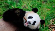 This photo taken on May 3, 2017 shows Jiaoqing, one of two giant pandas destined for Germany, at the Chengdu Research Base of Giant Panda Breeding in Chengdu, in China's southwest Sichuan province. AFP / STR
