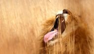 A lion yawns at a nature reserve on the outskirts of Pretoria, South Africa June 29, 2010. REUTERS/Enrique Marcarian/File Photo