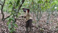 This file photo taken on March 7, 2016, shows a cocoa farmer as he tends to a tree in his cocoa orchard, dry due to lack of rain, in the department of Lakota, south-western Ivory Coast. (AFP / ISSOUF SANOGO)