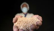 A man holds wheat at the grain silos in Cairo, Egypt, October 4, 2017. Picture taken October 4, 2017. Reuters/Mohamed Abd El Ghany
