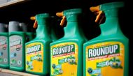 FILE PHOTO: Monsanto's Roundup weedkiller atomizers are displayed for sale at a garden shop at Bonneuil-Sur-Marne near Paris, France on June 16, 2015. GLYPHOSATE REUTERS/Charles Platiau/File Photo.
