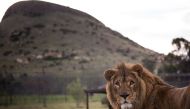 This handout photo released by animal charity Four Paws shows  Simba, the lion born in the Montazah Al-Morour Zoo in Eastern Mosul in Iraq, in 2014 during the war,  after being released into his new adaptive enclosure at the Lionsrock animal sanctuary in 