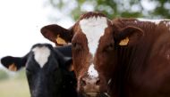 Cows graze in a field in Vlezenbeek near Brussels in this August 7, 2015 file photo. Reuters/Francois Lenoir
 