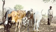 Botswana's farmer Skandi Mokweba look over his four calves near his home in Mosinki, a village near Molepolole in southeast Botswana, March 19, 2019. Thomson Reuters Foundation/Sharon Tshipa 