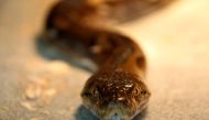 A reticulated python is seen at a snake farm ahead of the Spring Festival in Tainan, southern Taiwan, February 5, 2013. Reuters/Pichi Chuang