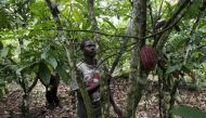 A farmer works on a cocoa plantation in the protected Gouin-Debe forest in Blolequin department, western Ivory Coast, August 17, 2015. Reuters/Luc Gnago