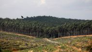 Land that has been cleared is pictured at an oil palm plantation in Johor, Malaysia February 26, 2019. Reuters/Edgar Su