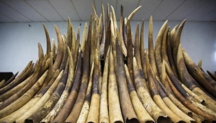 Seized ivory tusks on display. Representational file photo.