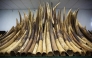 Seized ivory tusks on display. Representational file photo.