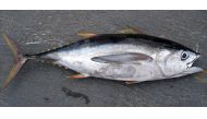 Bigeye tuna (Photo courtesy:  Allen Shimada, NOAA NMFS OST) 